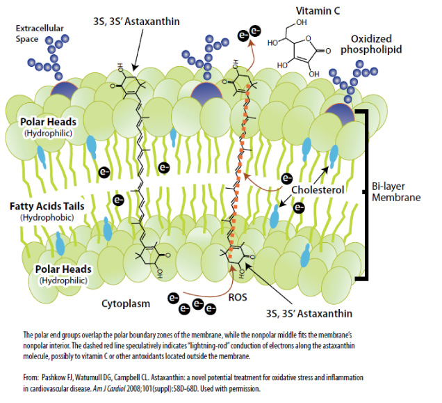 Astaxanthin - MicroActive Astaxanthin